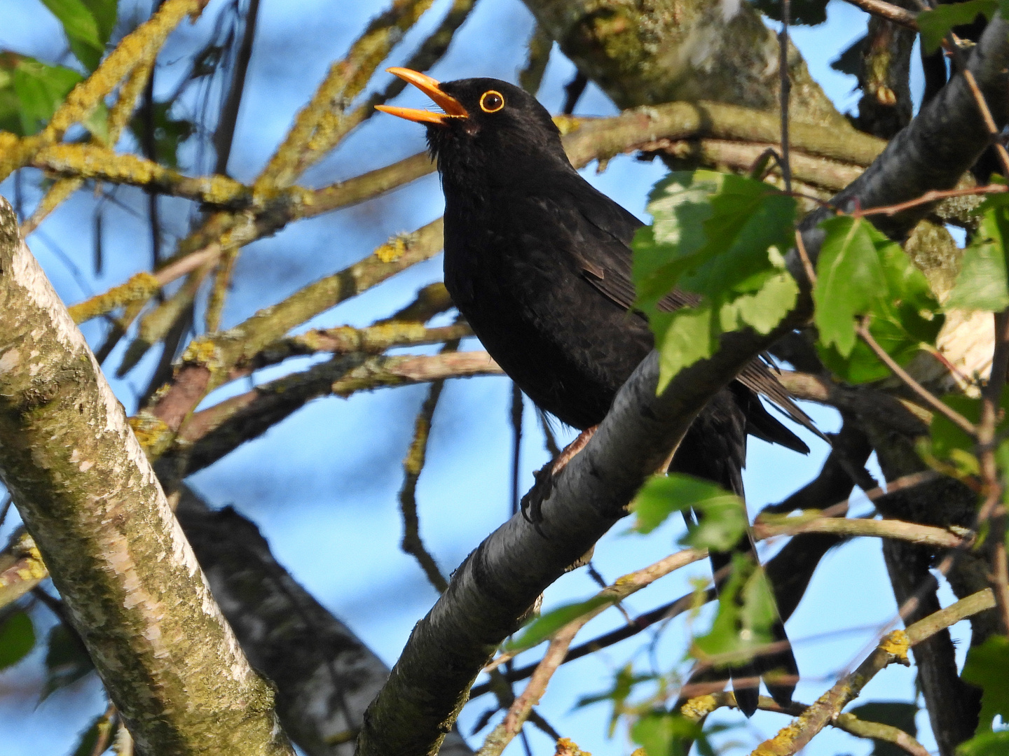 Herr Amsel singt sein Lied