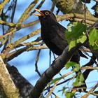 Herr Amsel singt sein Lied