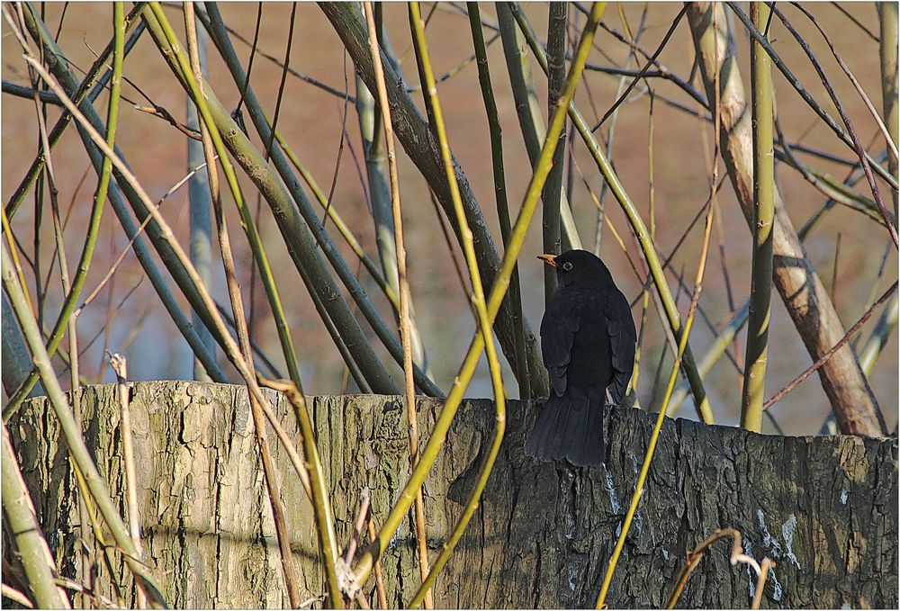 Herr Amsel versucht ...