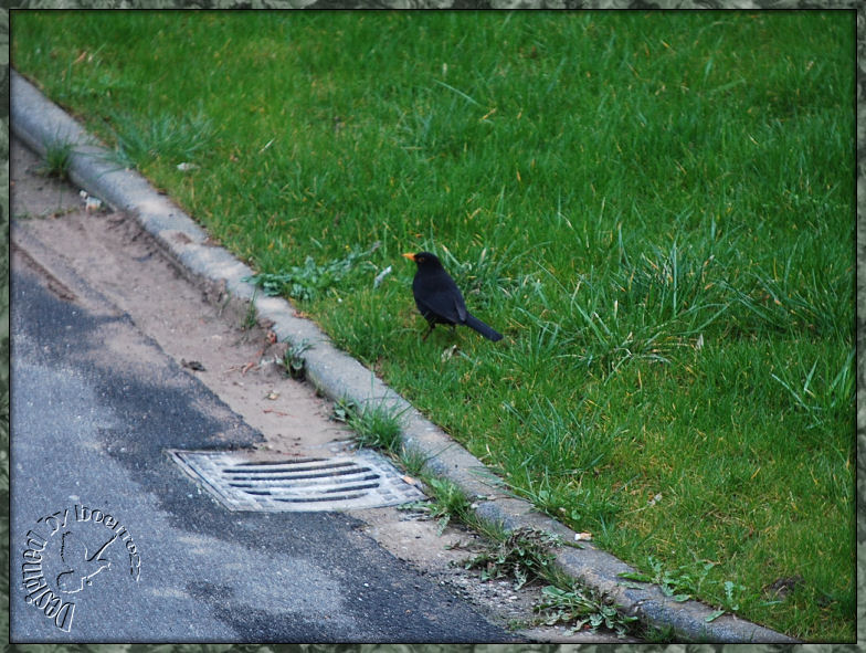 Herr  Amsel´s Besuch am Sonntagabend