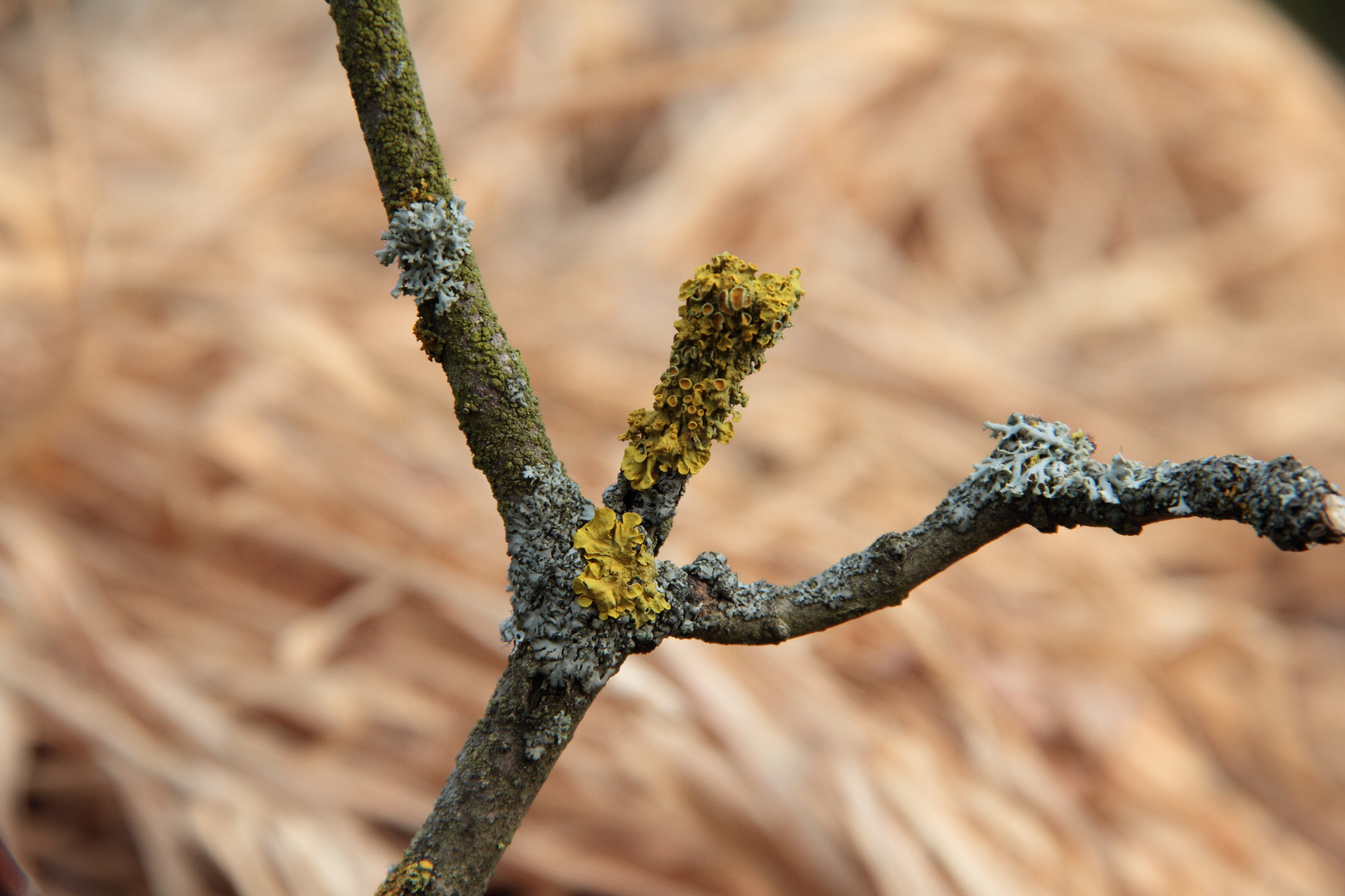 Herr Ast hebt die Arme und sagt, jo der Frühling kommt ;-)