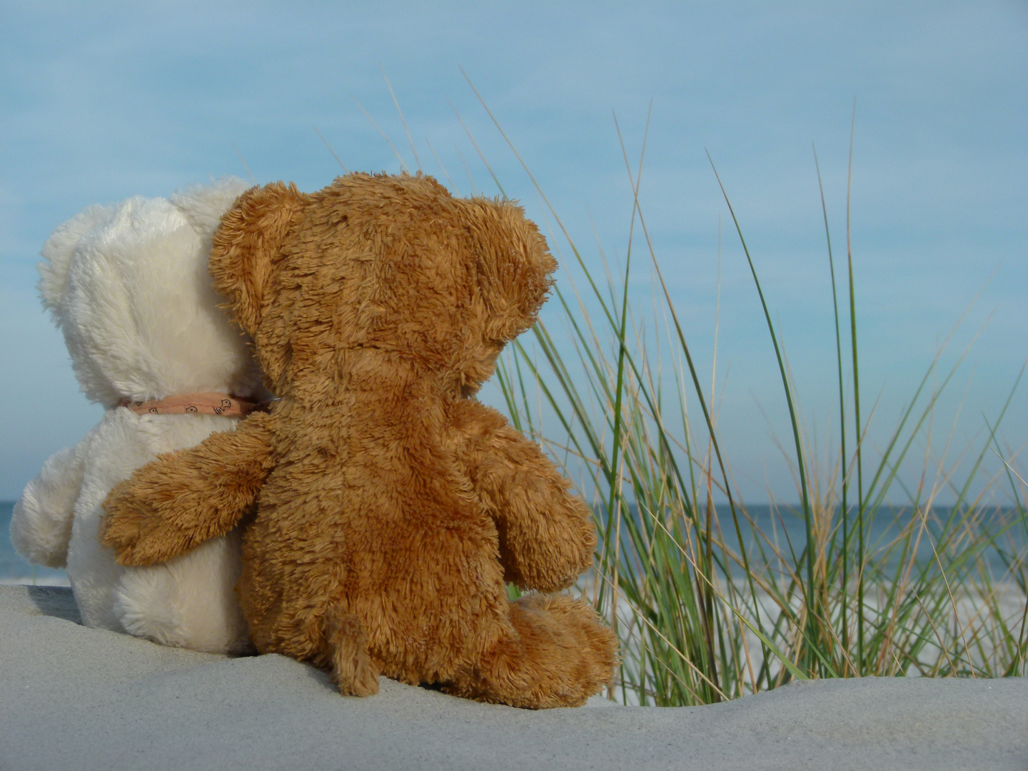 Herr Bär und seine Liebe - Teddyliebe am Ostseestrand