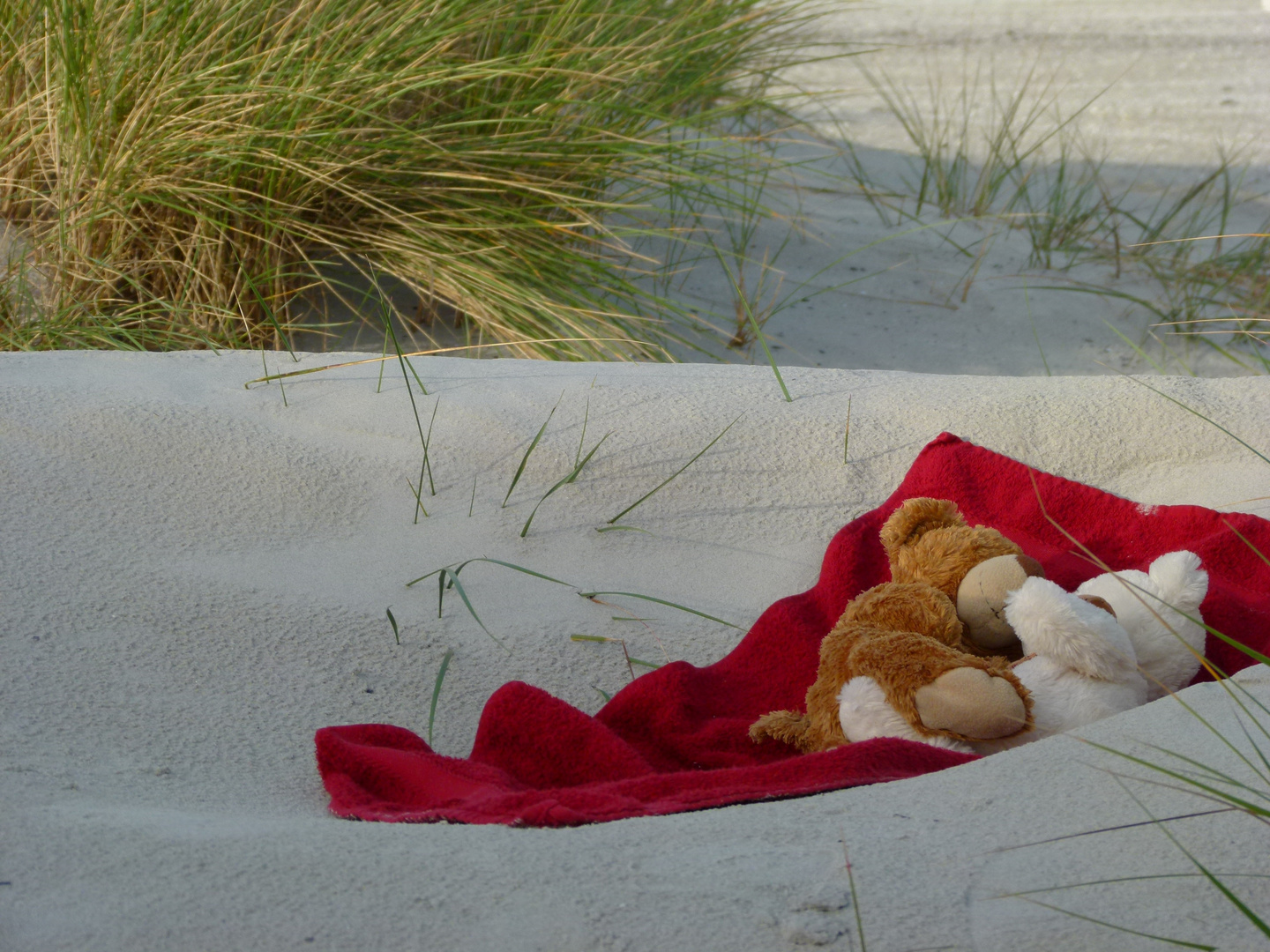 Herr Bär und seine Liebe - Teddyliebe am Strand