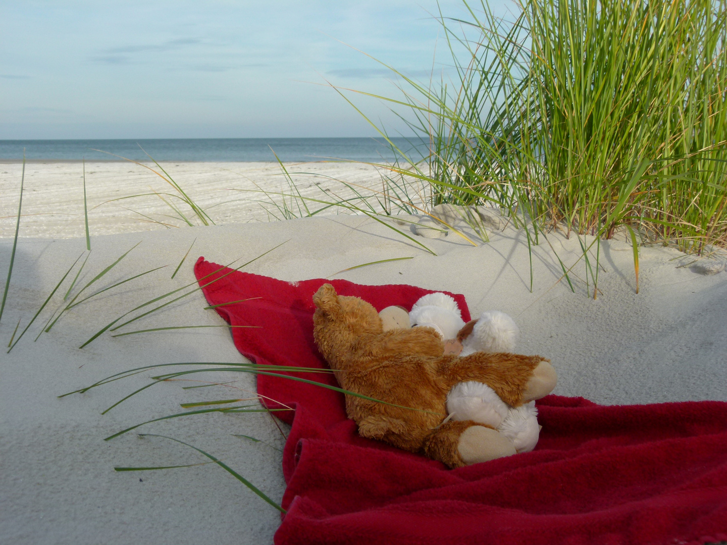 Herr Bär und seine Liebe - Teddyliebe am Strand