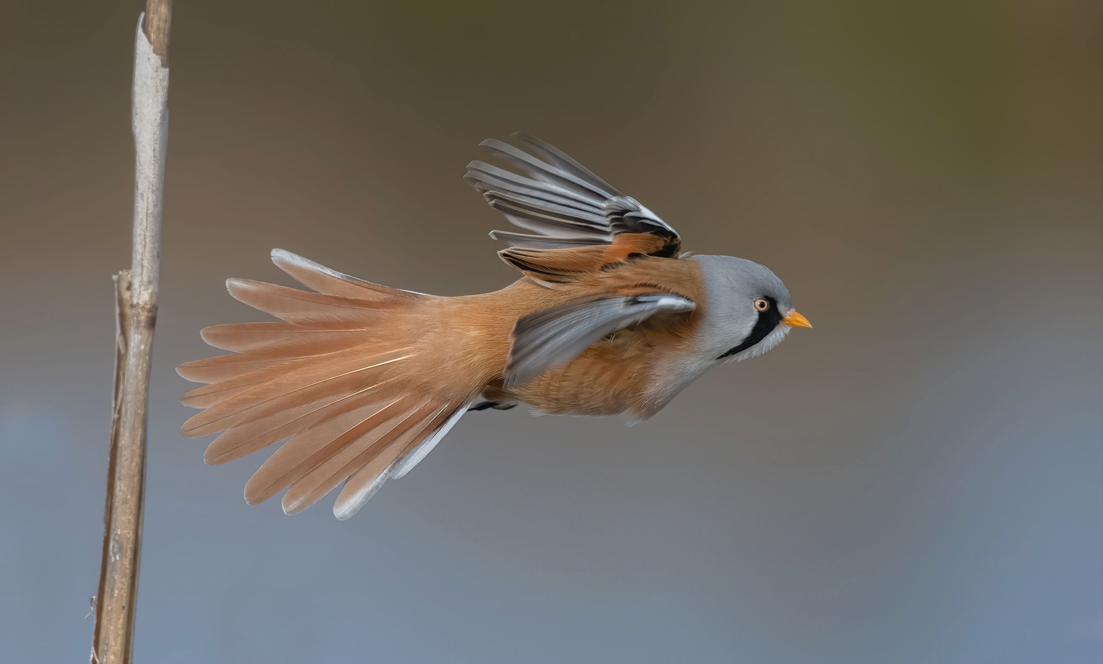   Herr Bartmeise im Vorbeiflug 