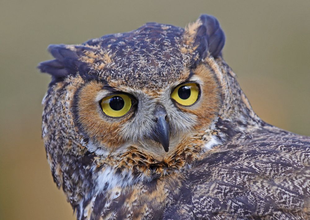 Herr Bert... Foto & Bild natur, tiere, zoo, wildpark & falknerei