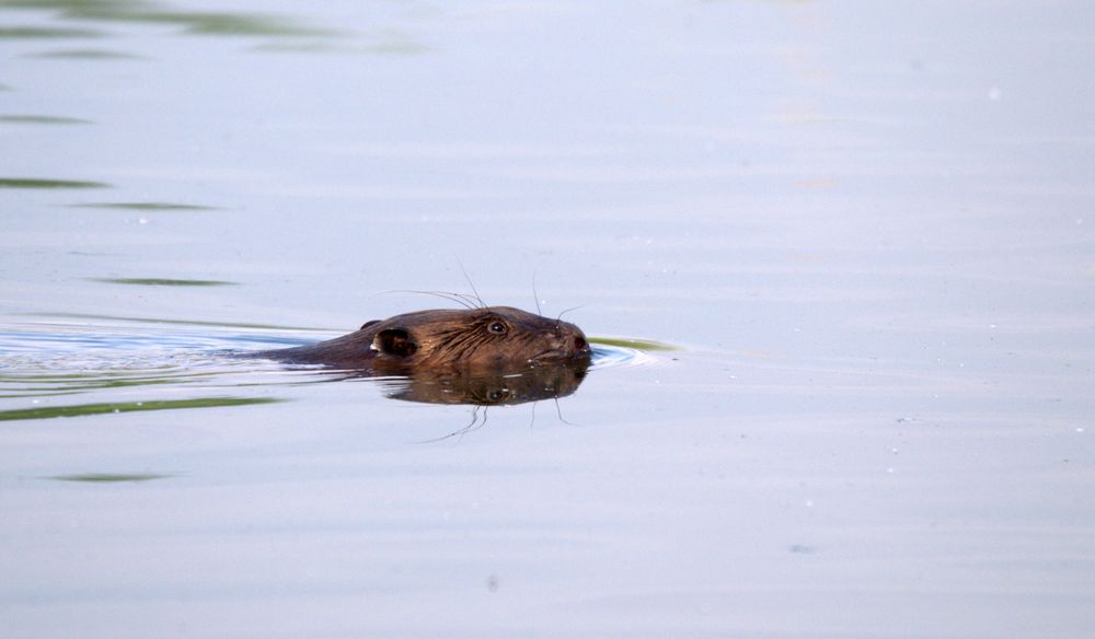 Herr Biber bei Schwimmübungen