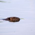 Herr Biber bei Schwimmübungen