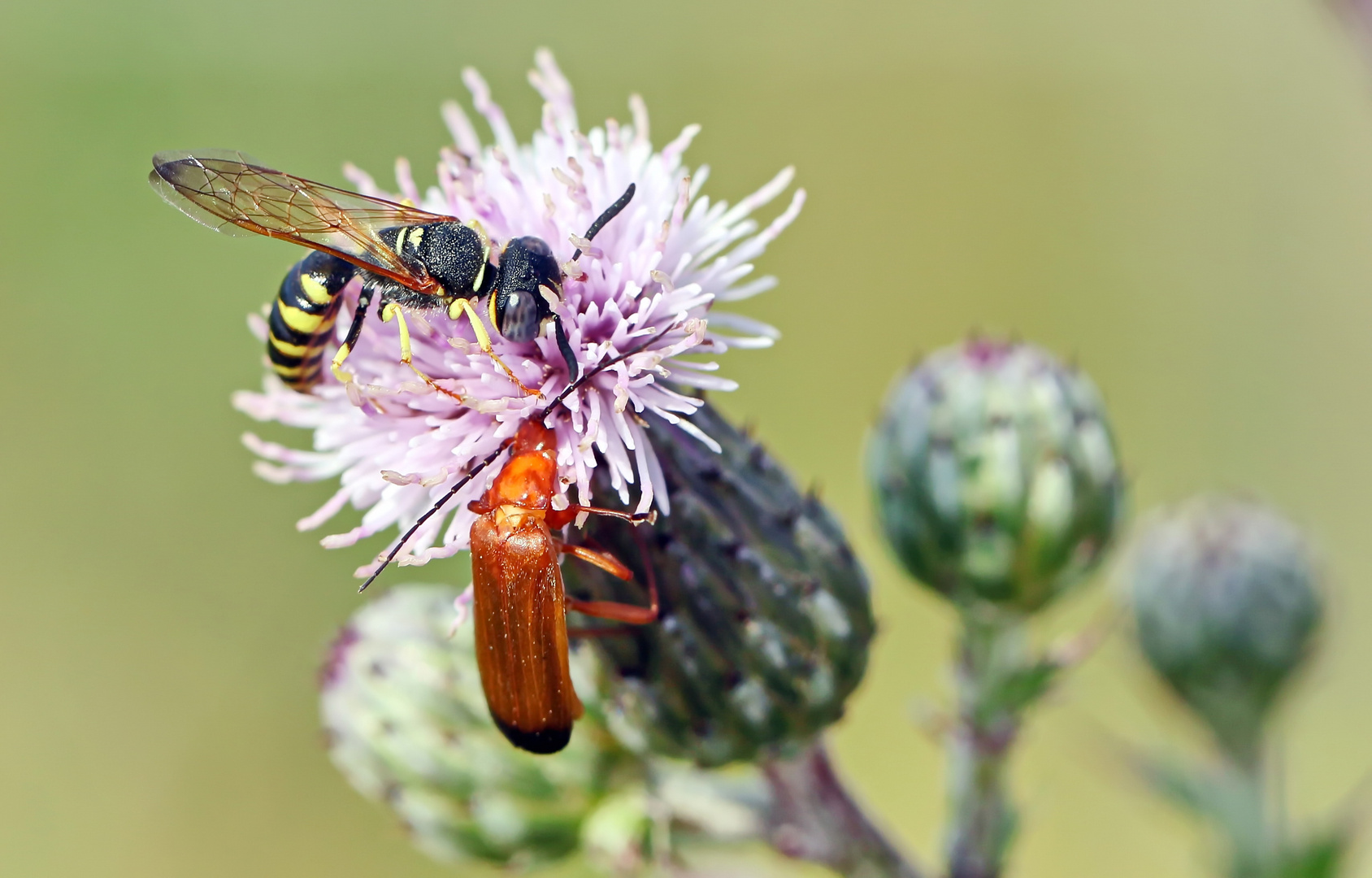 Herr Bienenwolf