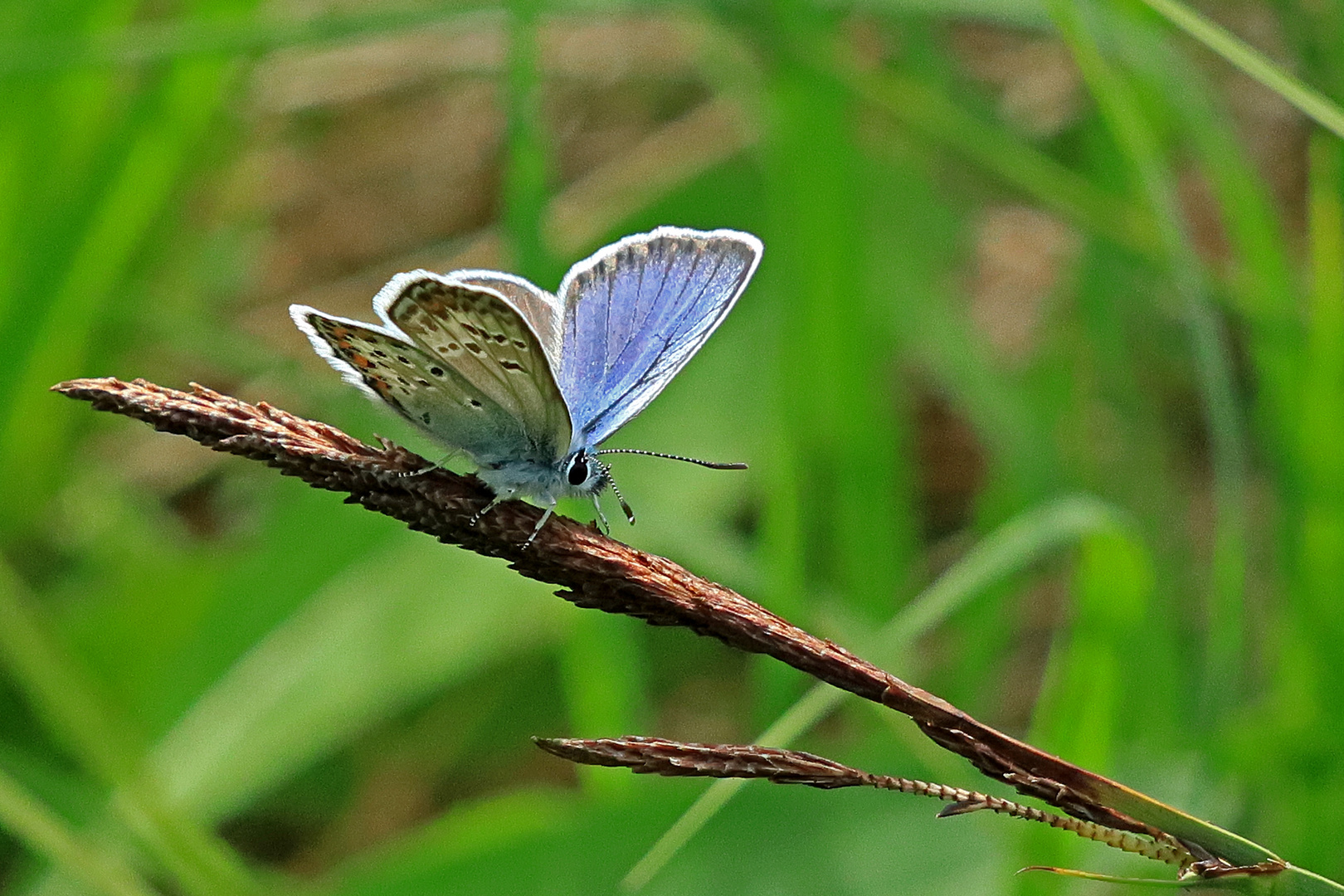 Herr Bläuling im Hochmoor