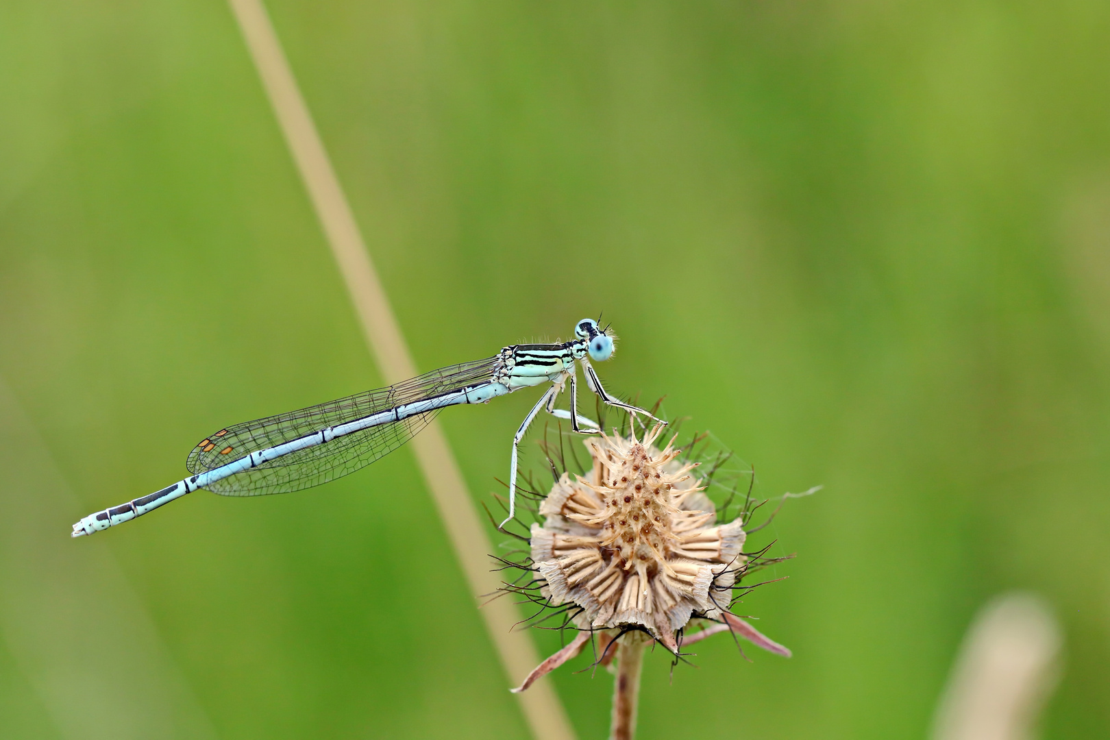 Herr  Blaue Federlibelle