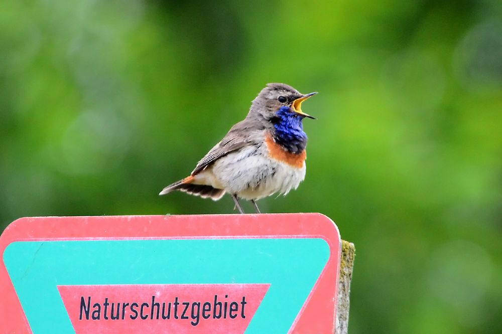 Herr Blaukehlchen beim Einsingen