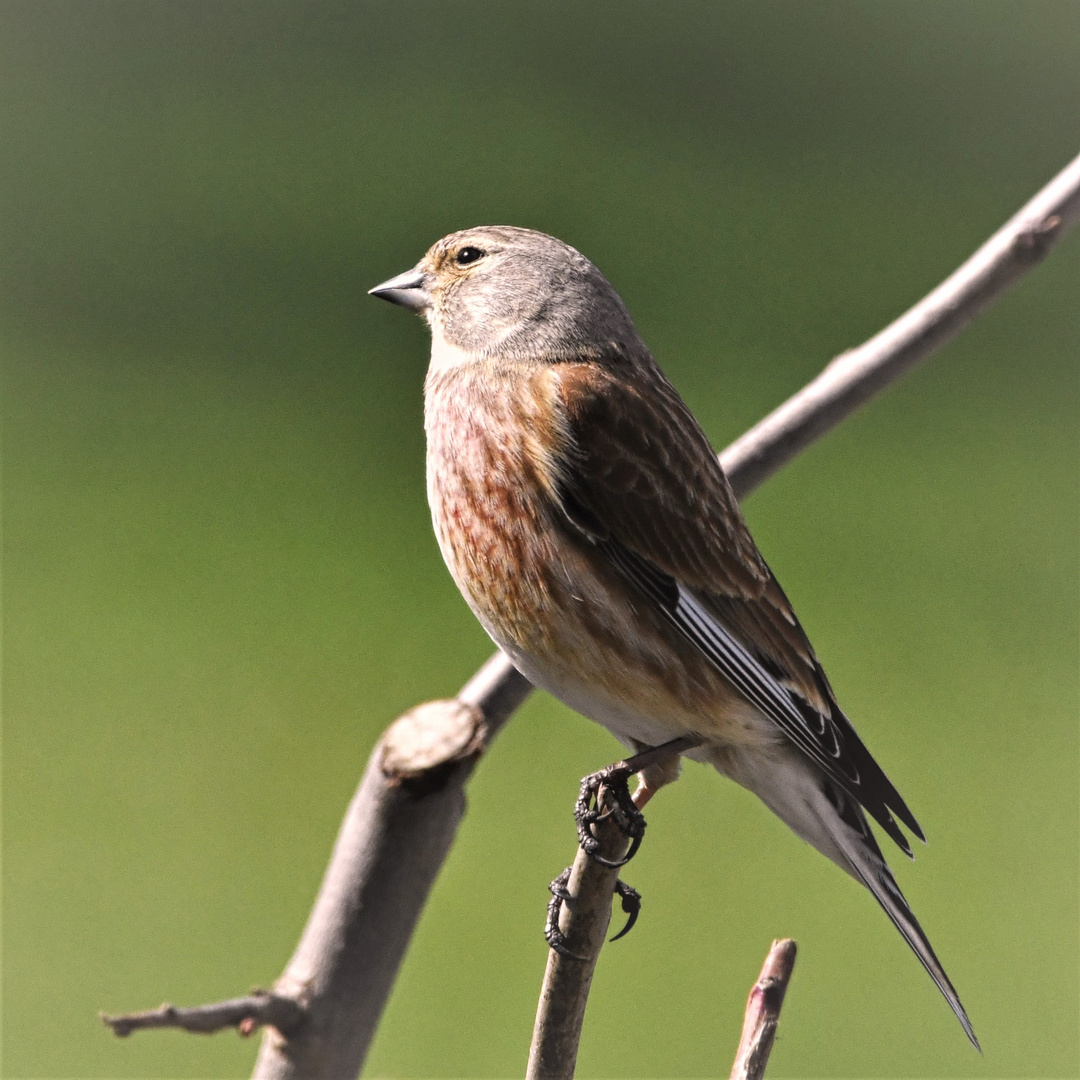 Herr Bluthänfling (Carduelis cannabina)