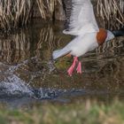 Herr Brandgans macht nen Abflug