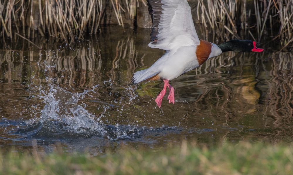 Herr Brandgans macht nen Abflug