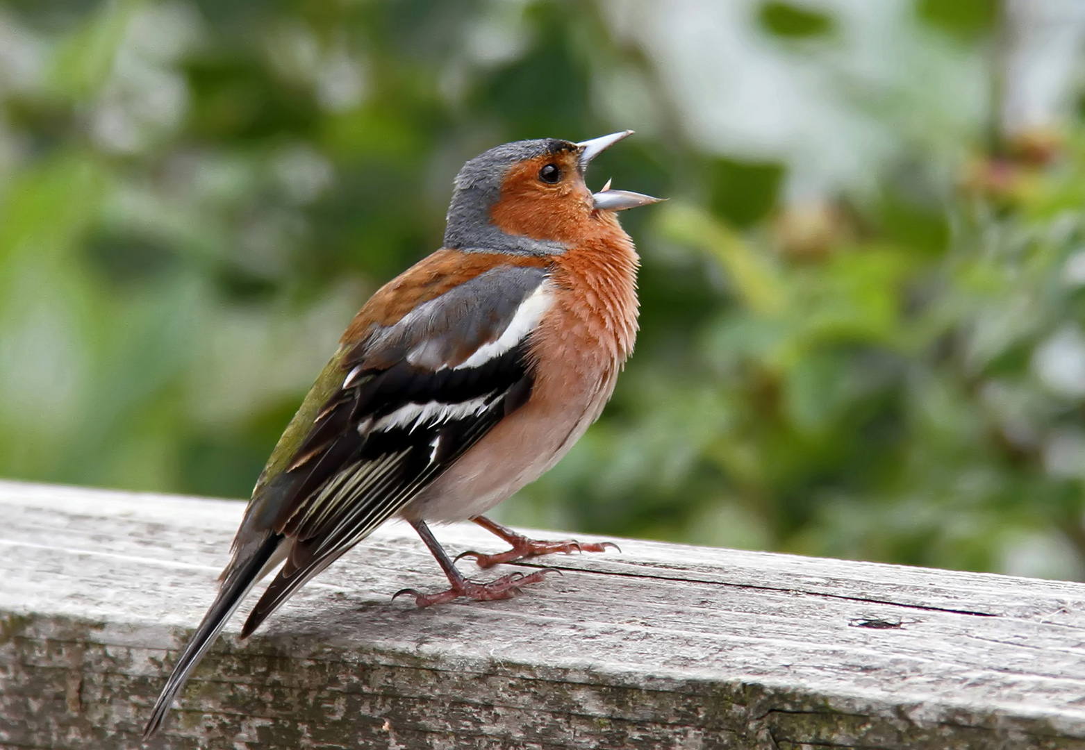 Herr Buchfink (Fringilla coelebs). - Pinson des arbres, mâle.