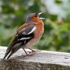 Herr Buchfink (Fringilla coelebs). - Pinson des arbres, mâle.