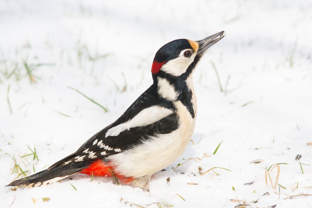 Herr Bundspecht im Schnee