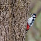 "Herr Buntspecht am Baum 2024"