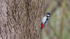 "Herr Buntspecht am Baum 2024"