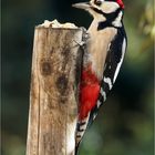 Herr Buntspecht am Holzpfosten  .....