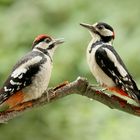 Herr Buntspecht und Frau Mittelspecht.