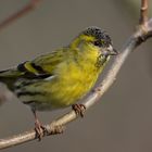 Herr Carduelis spinus