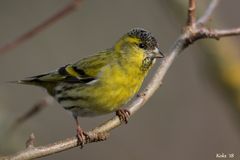 Herr Carduelis spinus