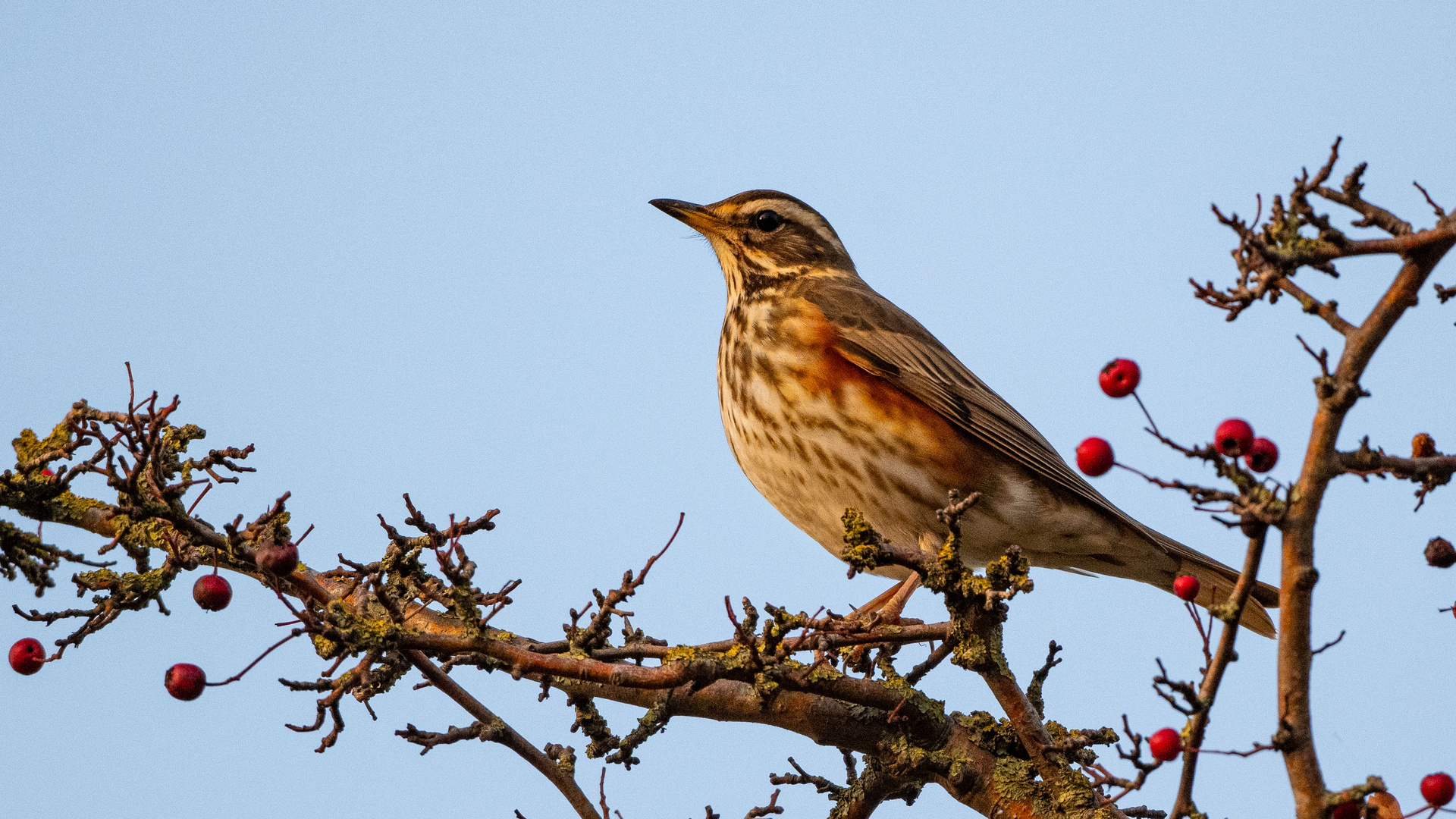 Herr der Beeren