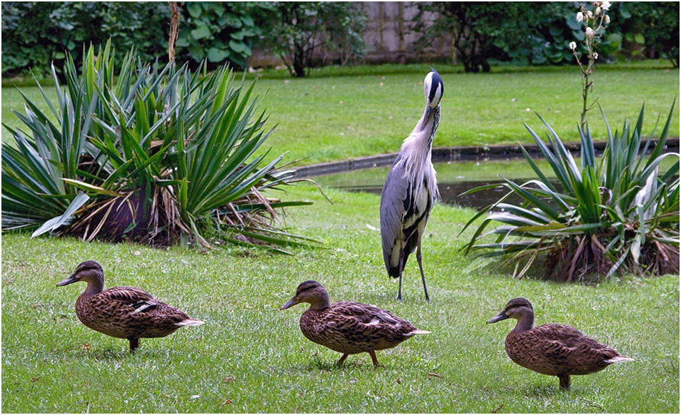 Herr der Enten