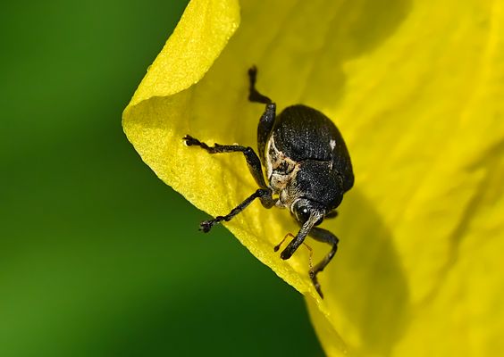 HERR DER GELBEN SCHWERTLILIEN