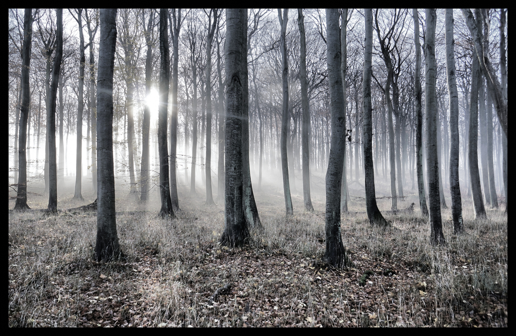 Herr der Ringe auf Rügen Foto & Bild landschaft, wald, natur Bilder auf