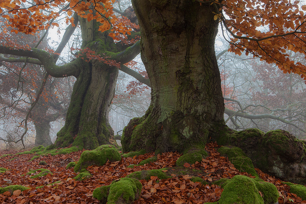 Herr der Ringe - die Ents im Herbstnebel