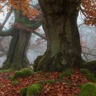 Herr der Ringe - die Ents im Herbstnebel