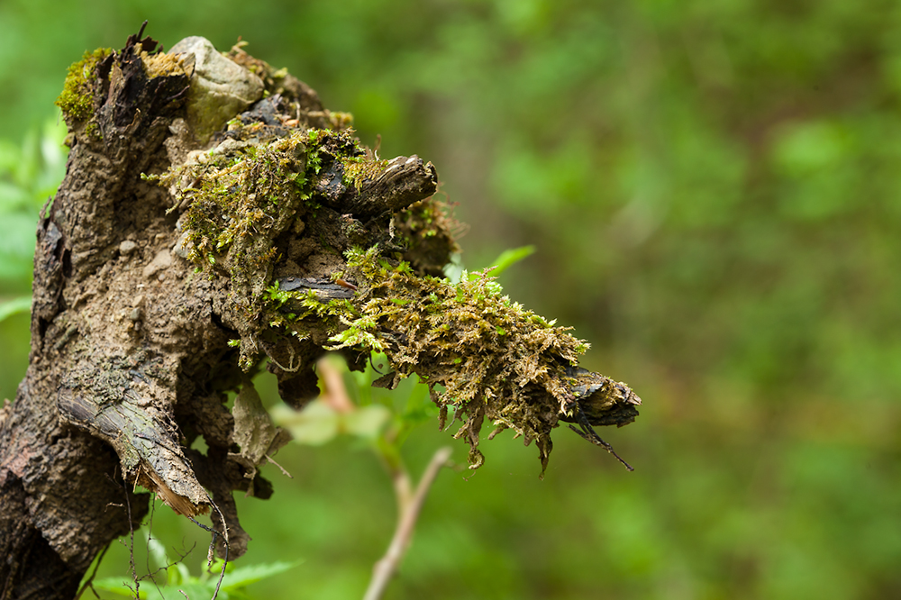 Herr der Ringe - ein Ents, die Baumwächter existieren wirklich