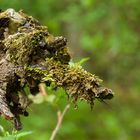 Herr der Ringe - ein Ents, die Baumwächter existieren wirklich