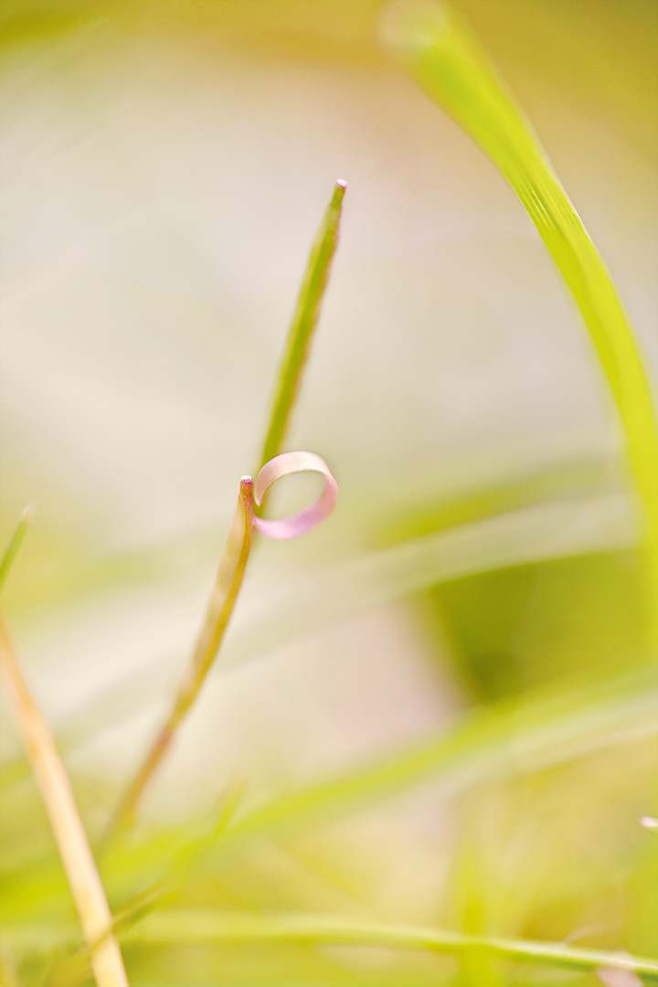 herr der ringe im gras königreich ...