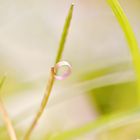 herr der ringe im gras königreich ...