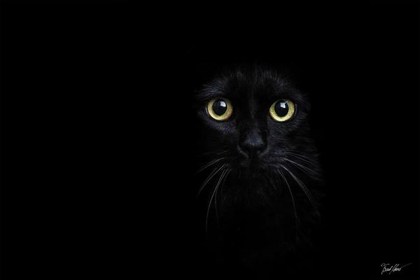 Herr der Strasse / Leader of the gang 