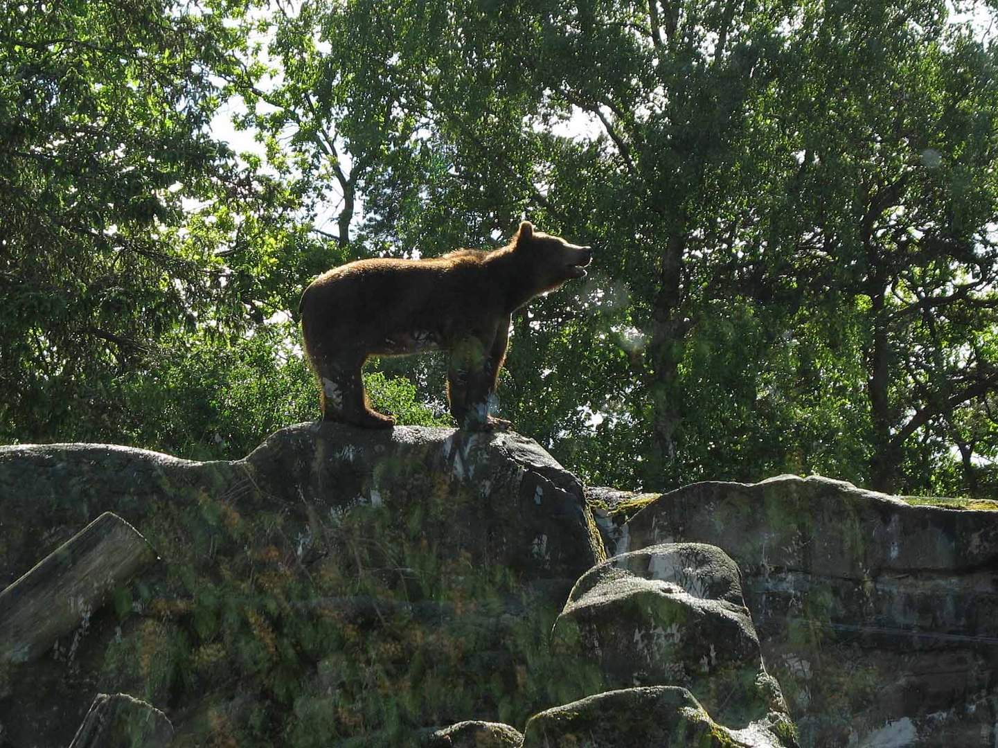 Herr der Wälder