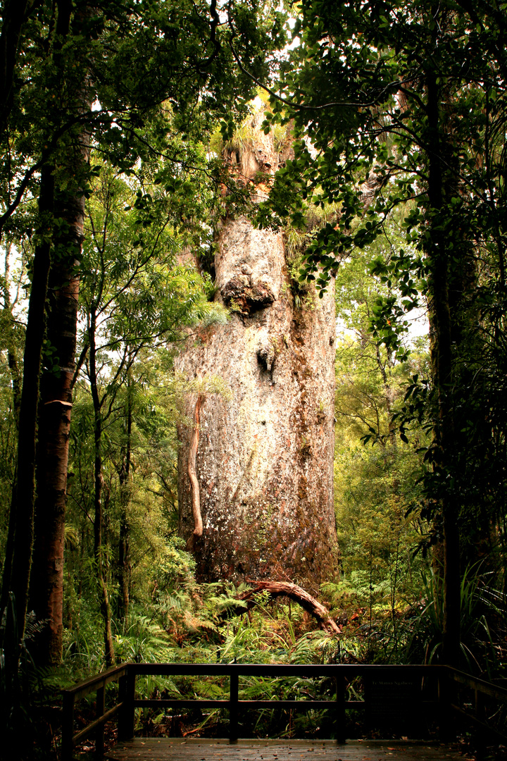 "Herr des Waldes" - ein Kauribaum