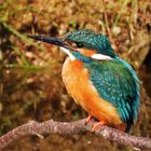 Herr Eisvogel in der Nähe seines Brutloches