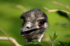 Herr Emu.