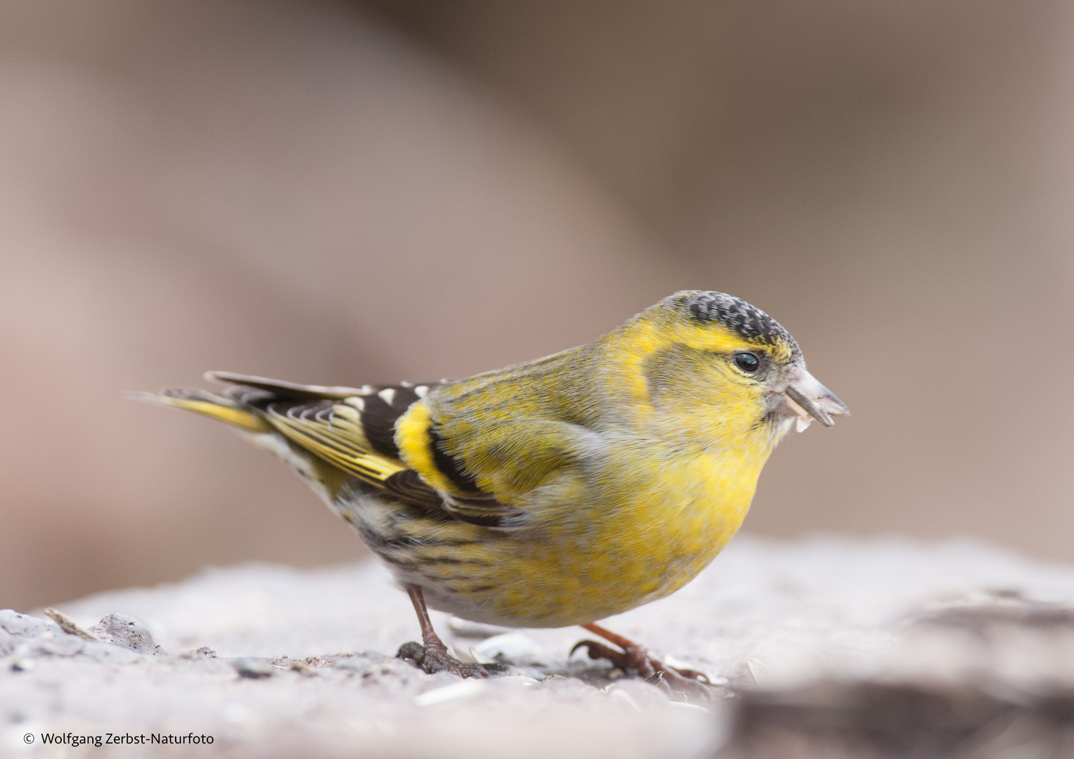  - Herr Erlenzeisig -  ( Carduelis Spinds )