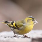  - Herr Erlenzeisig -  ( Carduelis Spinds )