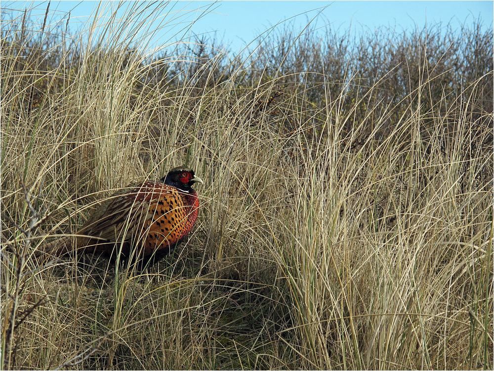 Herr Fasan auf Langeoog