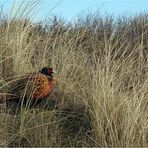 Herr Fasan auf Langeoog