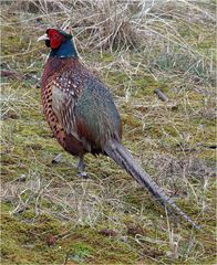 Herr Fasan unterwegs in den Dünen von Langeoog