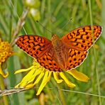 Herr Feuriger Perlmuttfalter (Fabriciana adippe)