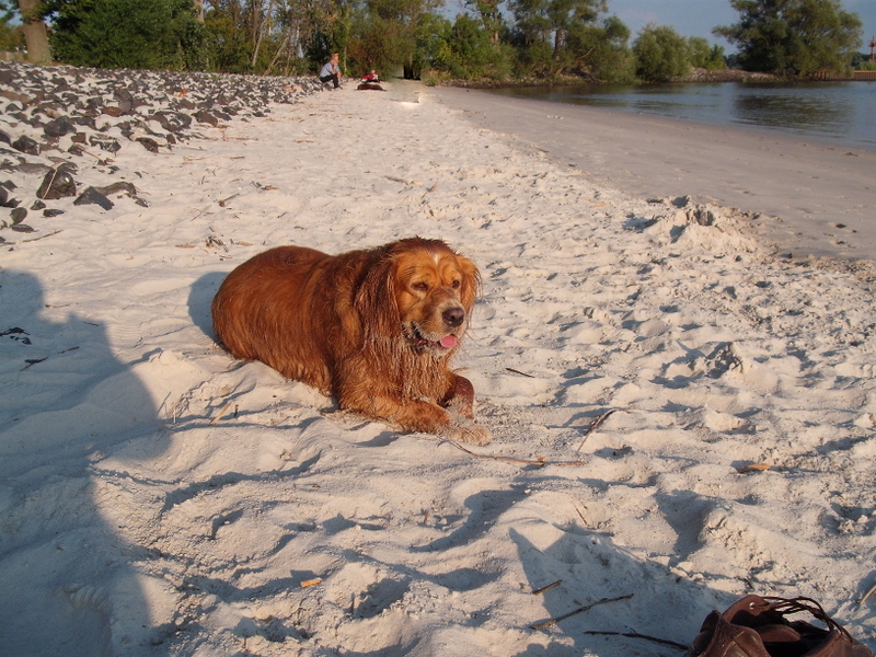 Herr Flocke am Strand